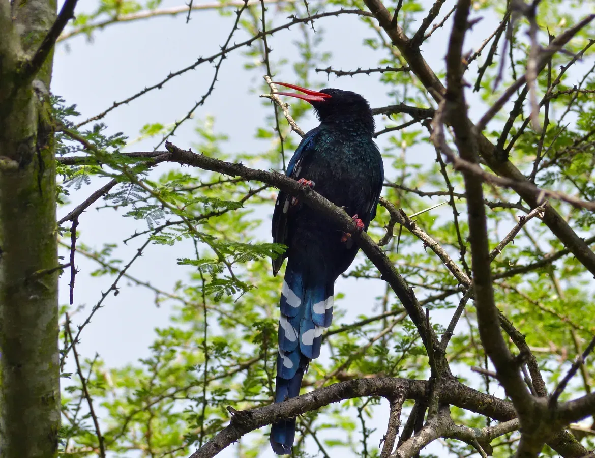 File:Green Wood-hoopoe (Phoeniculus purpureus) (13819175235).jpg