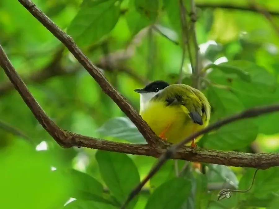 File:White-collared Manakin (Manacus candei) (6788326073).jpg