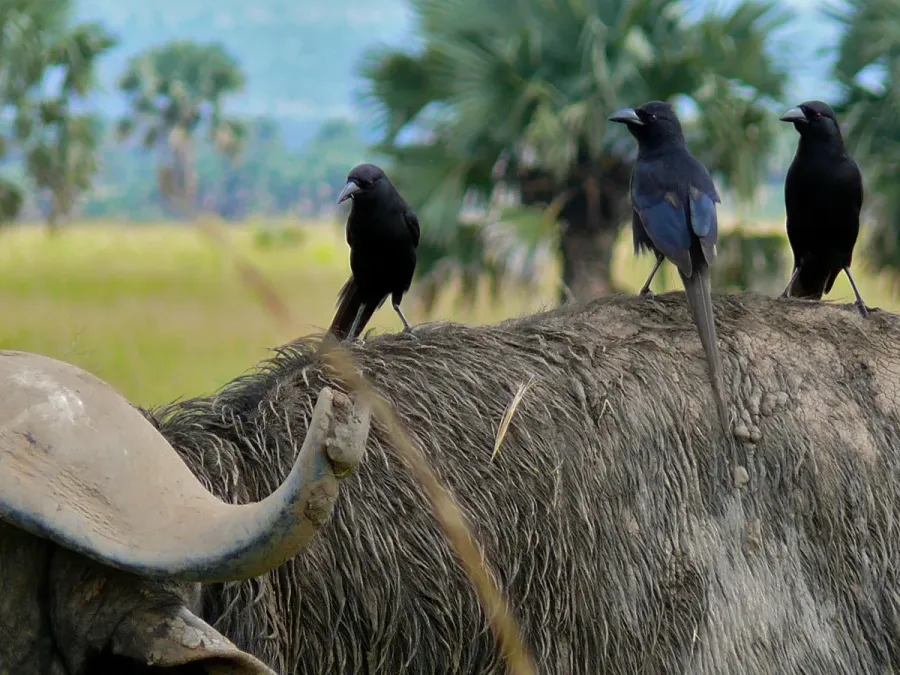 File:Piapiacs (Ptilostomus afer) on Buffalo's back (6937025014).jpg