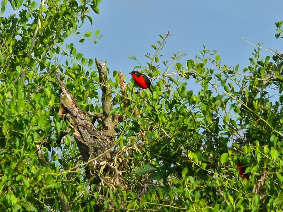 File:Black-headed Gonolek (Laniarius erythrogaster) (6937128262).jpg