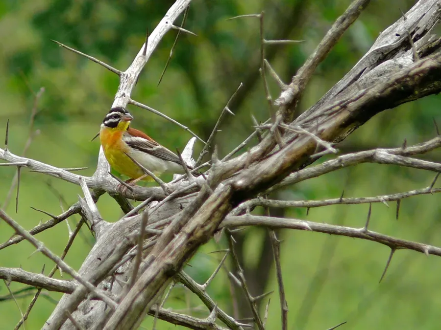 File:Golden-breasted Bunting (Emberiza flaviventris) (6046154340).jpg