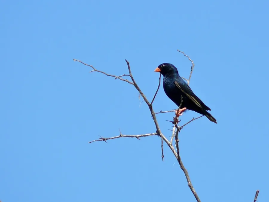 File:Village Indigobird (Vidua chalybeata) (6045998674).jpg