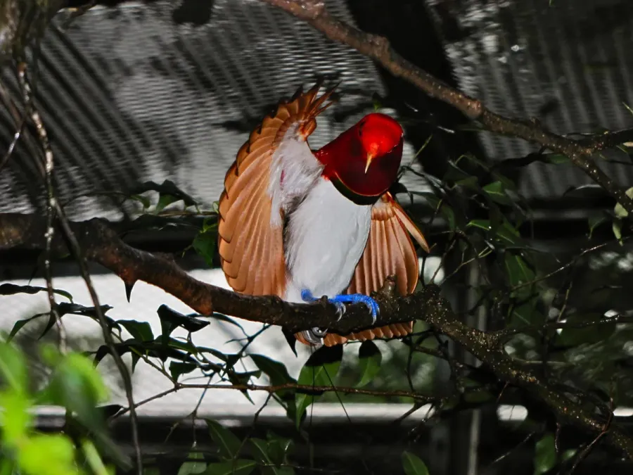 File:King Bird-of paradise Cicinnurus regius (6970128684).jpg