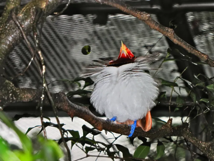 File:King Bird-of paradise Cicinnurus regius (6970131586).jpg