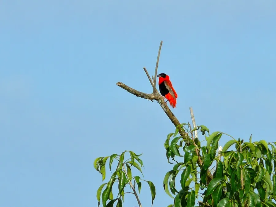 File:Northern Red Bishop (Euplectes franciscanus) (6937128664).jpg