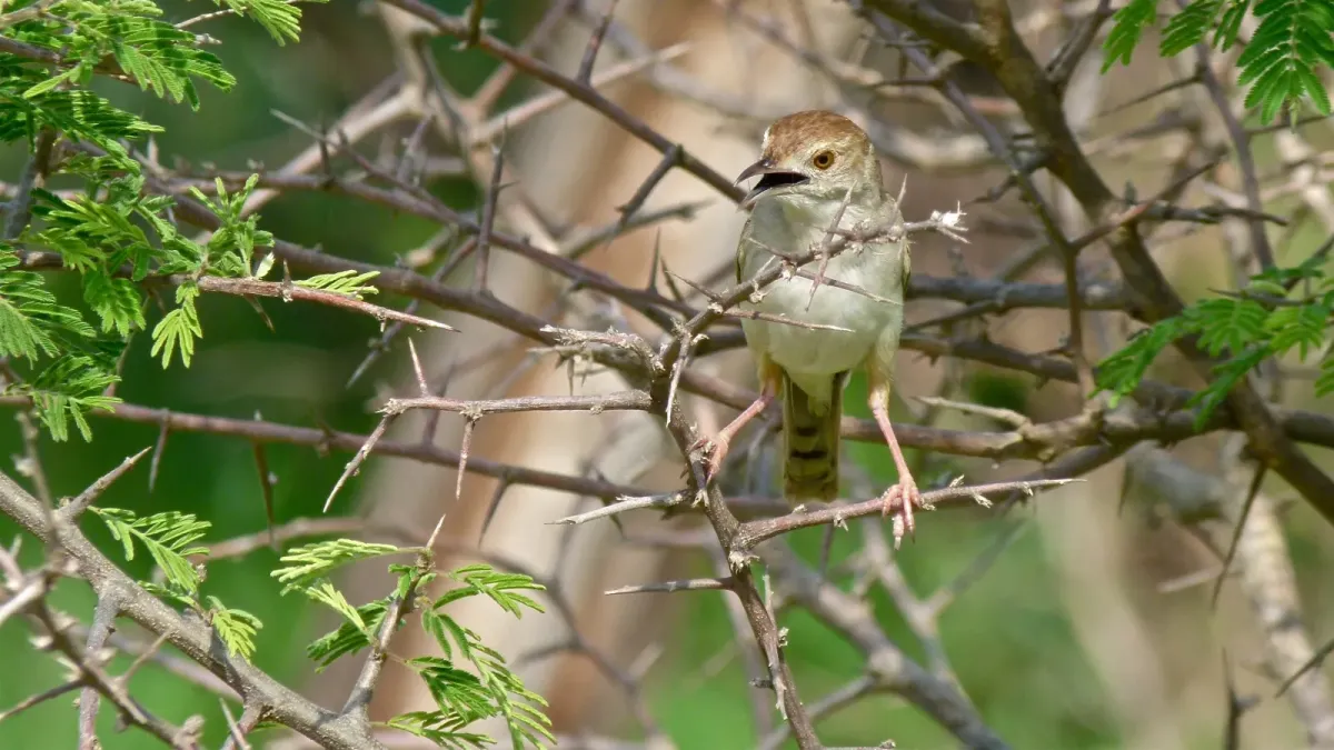 File:Rattling Cisticola (Cisticola chiniana) (6016767717).jpg