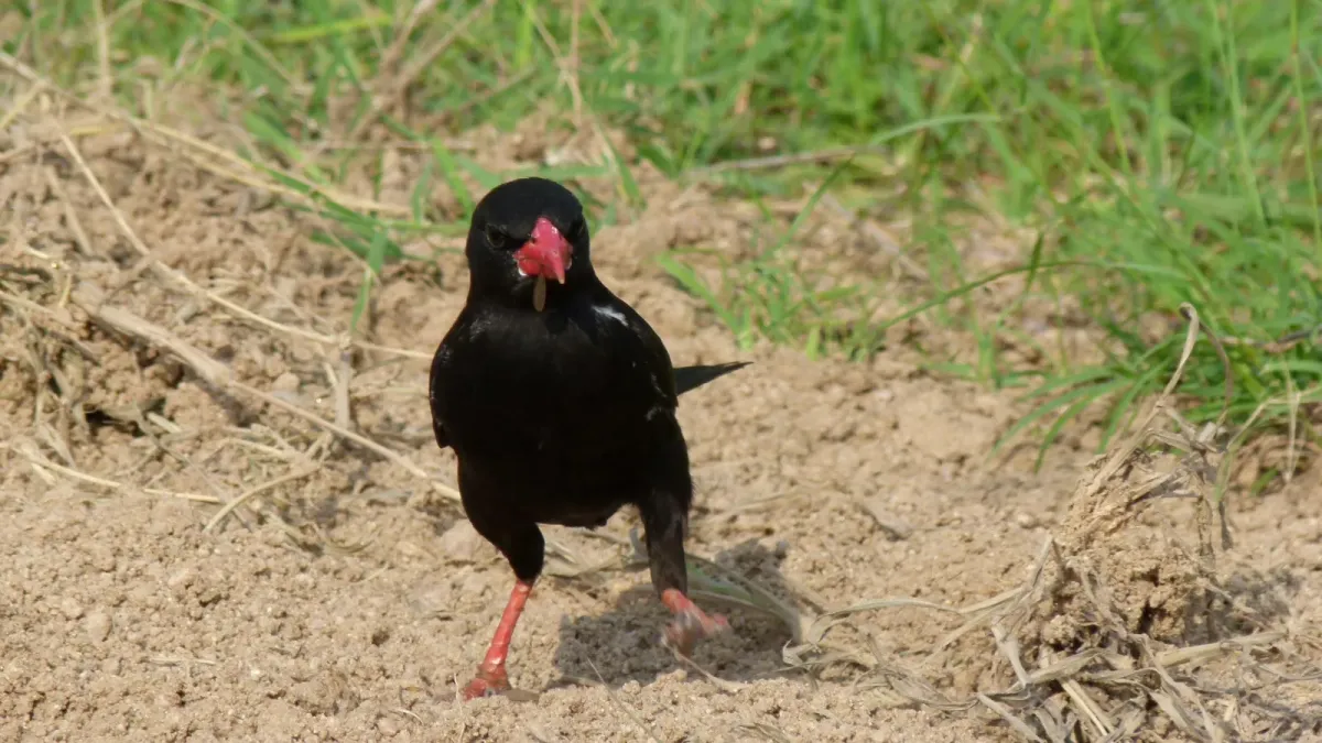 File:Red-billed Buffalo-Weaver (Bubalornis niger) (6016769141).jpg