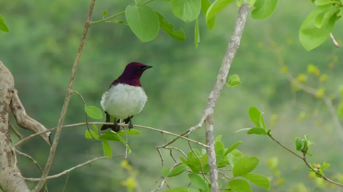 File:Violet-backed Starling (Cinnyricinclus leucogaster) (6005242087).jpg