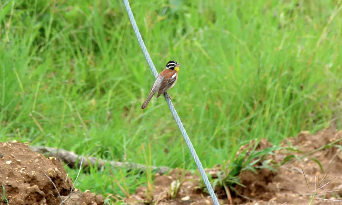 File:Golden-breasted Bunting (Emberiza flaviventris) (5984906518).jpg