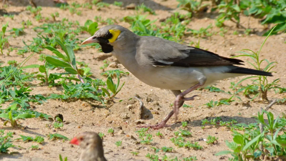 File:Wattled Starling (Creatophora cinerea) (6006108618).jpg