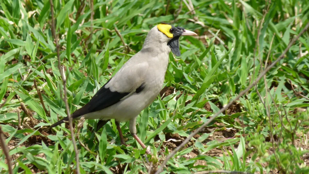 File:Wattled Starling (Creatophora cinerea) (6017305832).jpg