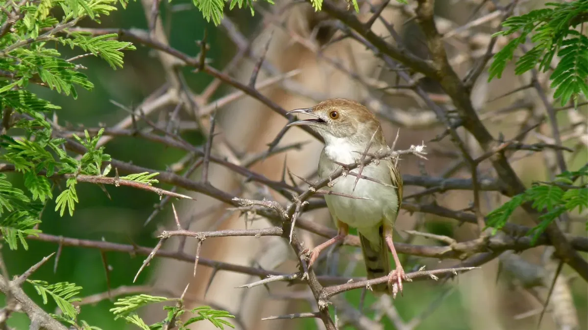 File:Rattling Cisticola (Cisticola chiniana) (6017320144).jpg