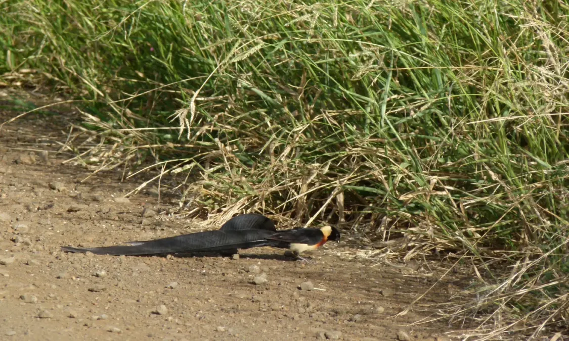 File:Long-tailed Paradise-Whydah (Vidua paradisaea) (6022022639).jpg