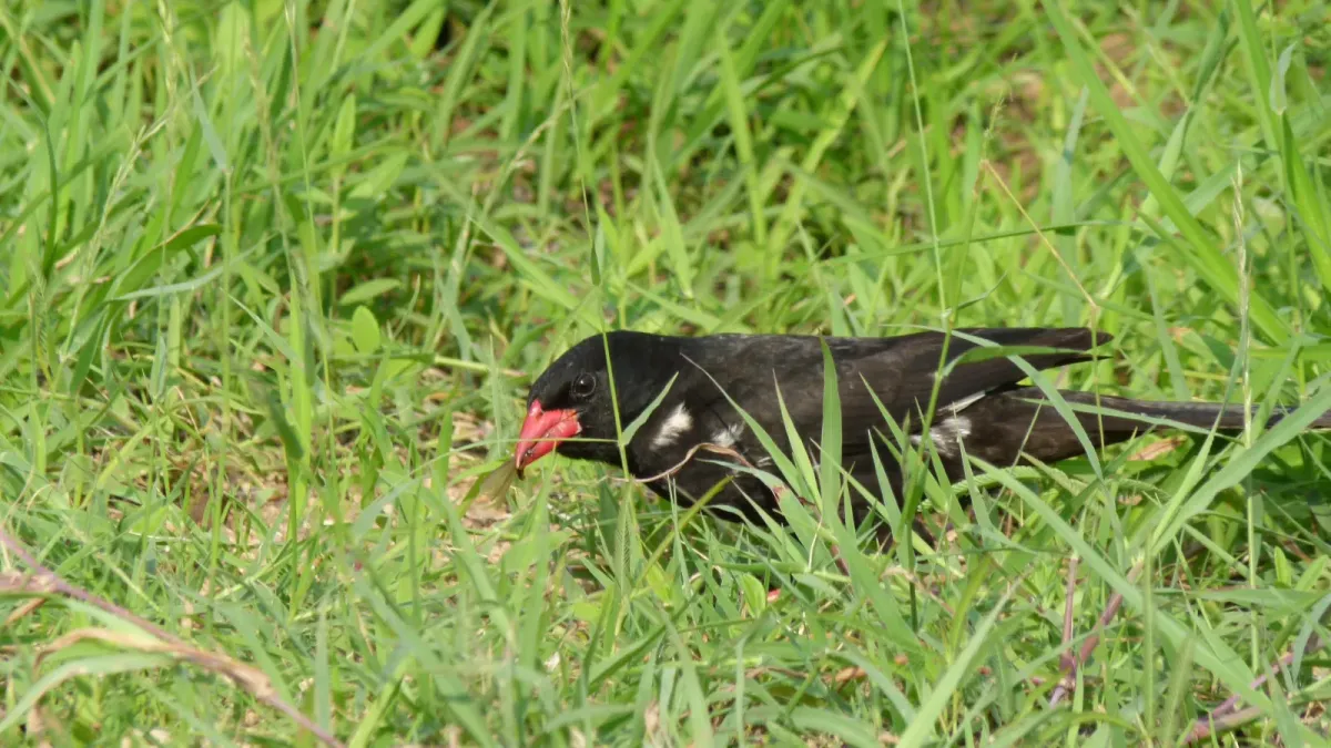 File:Red-billed Buffalo-Weaver (Bubalornis niger) (6016767415).jpg