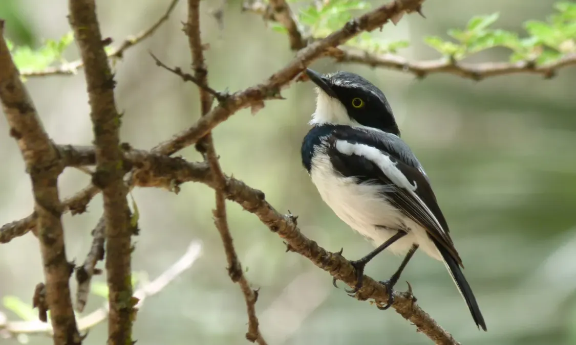 File:Chinspot Batis (Batis molitor) (5984765710).jpg