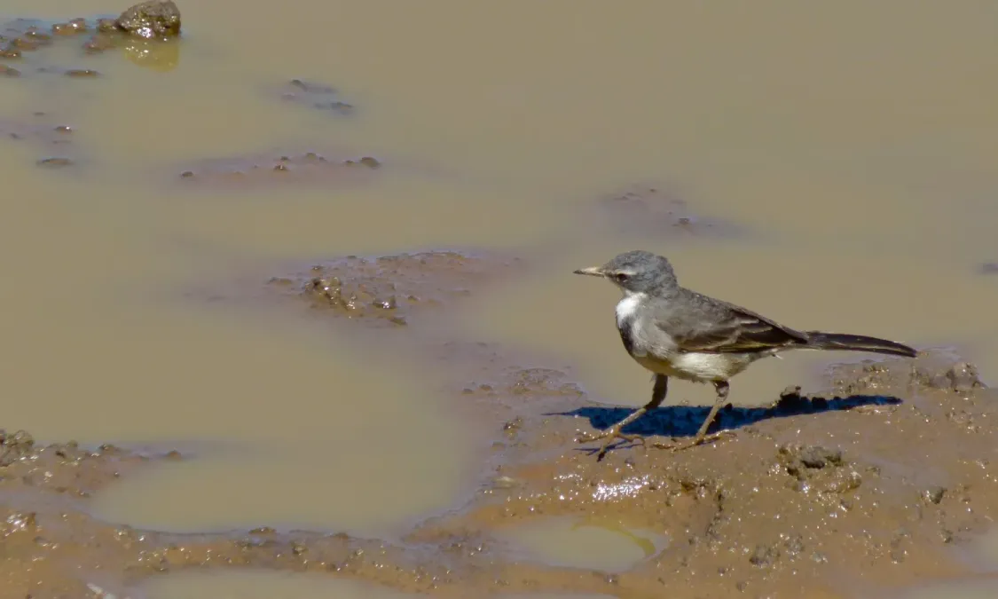 File:Cape Wagtail (Motacilla capensis) (8539701160).jpg