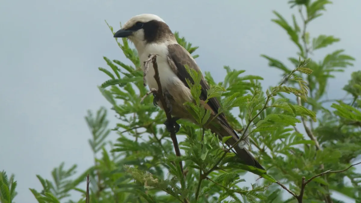 File:Southern White-crowned Shrike (Eurocephalus anguitimens) (6025973728).jpg