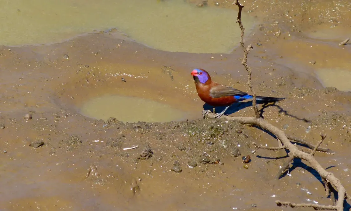 File:Violet-eared Waxbill (Granatina granatina) (6635056833).jpg