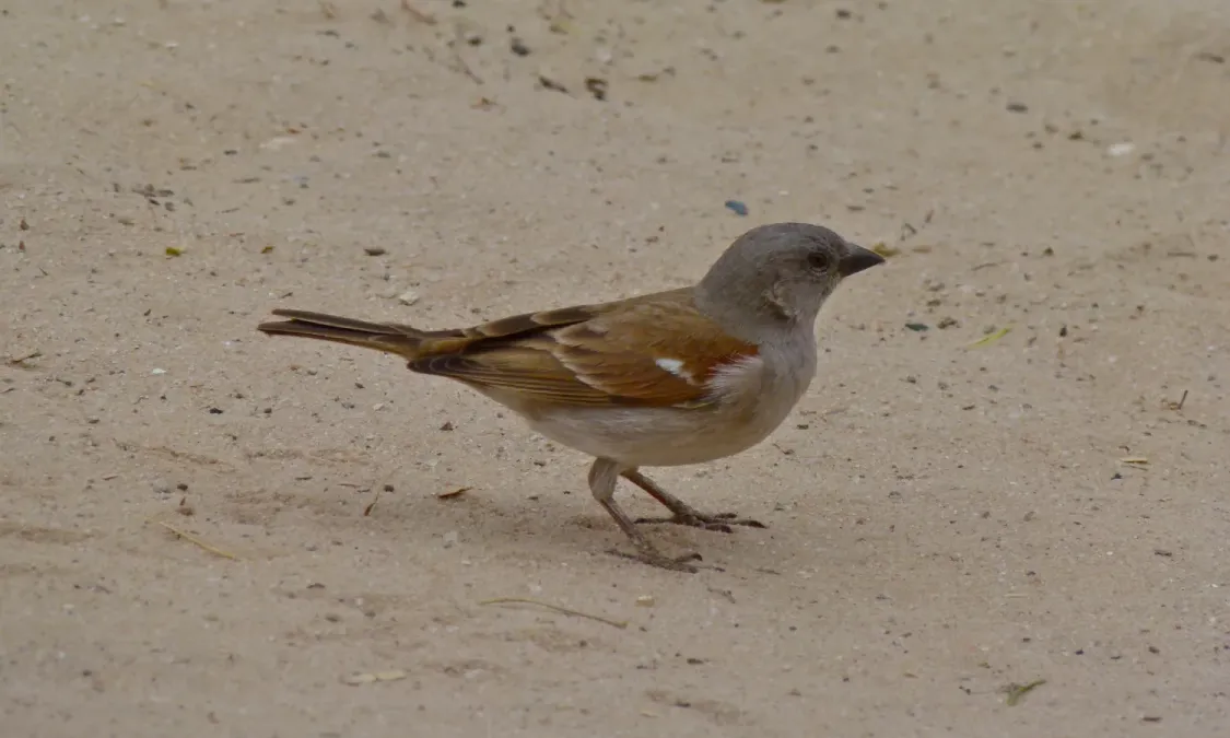 File:Southern Grey-headed Sparrow (Passer diffusus) (6451620729).jpg