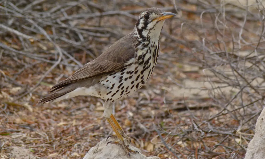 File:Groundscraper Thrush (Turdus litsitsirupa), Kgalagadi Transfrontier Park (6451619527).jpg