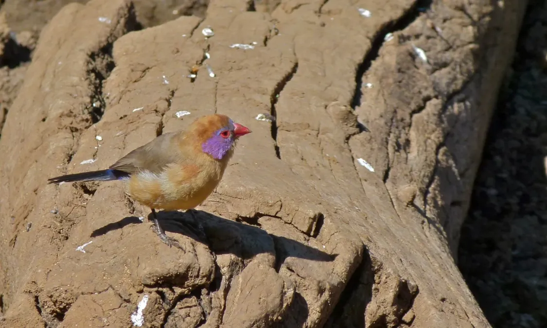 File:Violet-eared Waxbill (Granatina granatina) female (8539741140).jpg