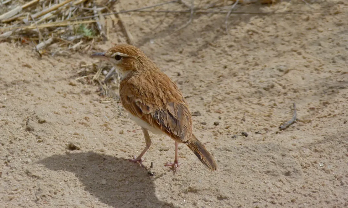 File:Fawn-coloured Lark (Calendulauda africanoides) (6452858423).jpg