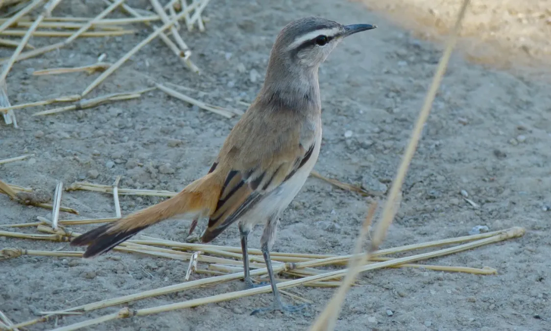 File:Kalahari Scrub-robin (Cercotrichas paena) (6487403111).jpg