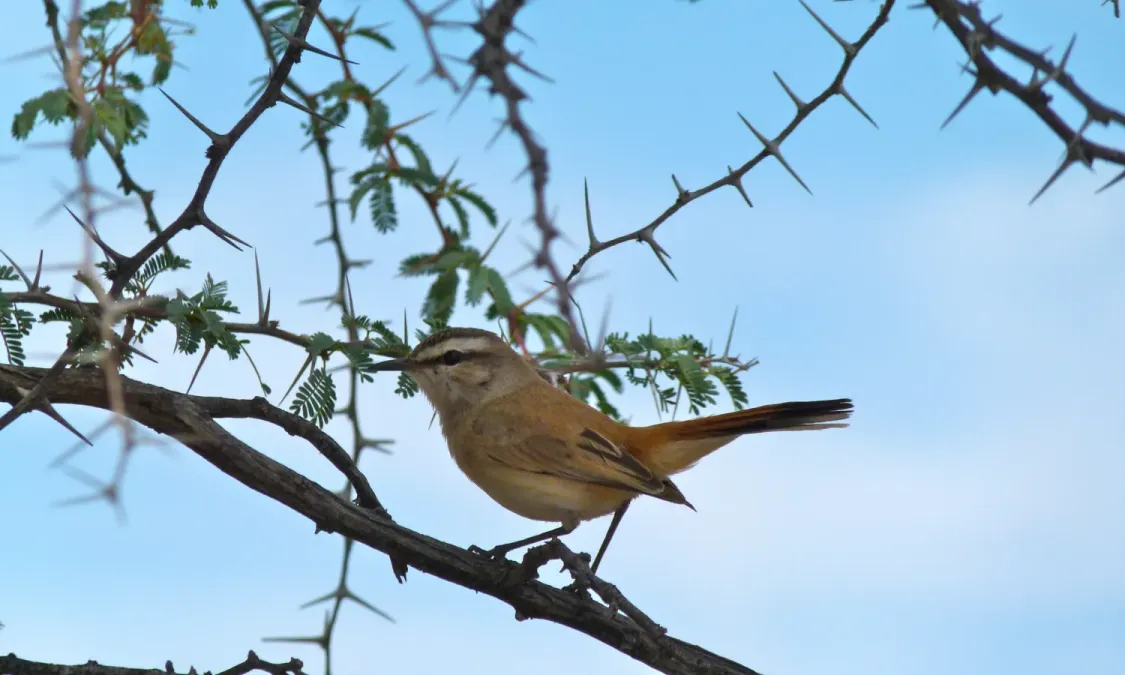 File:Kalahari Scrub-robin (Cercotrichas paena) (6452847007).jpg