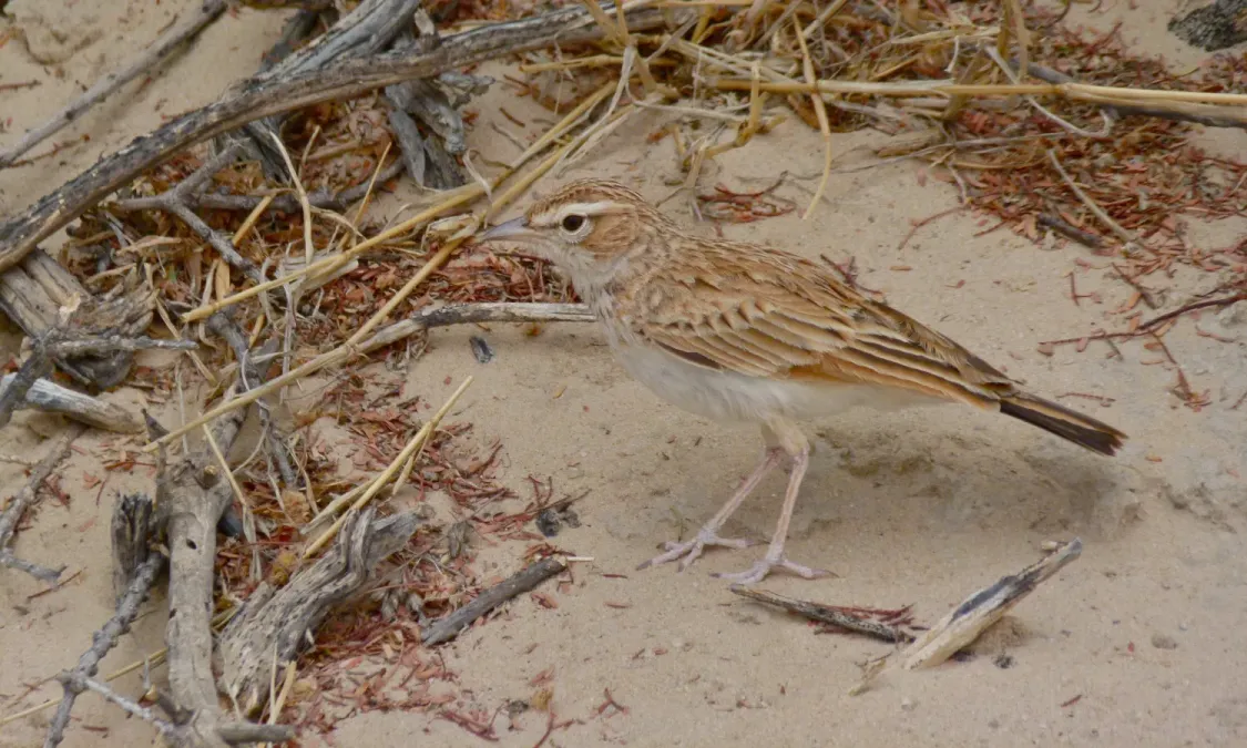 File:Fawn-coloured Lark (Calendulauda africanoides) (6451596791).jpg