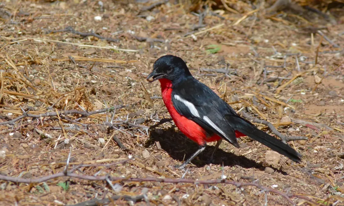 File:Crimson-breasted Shrike (Laniarius atrococcineus) (6549792107).jpg