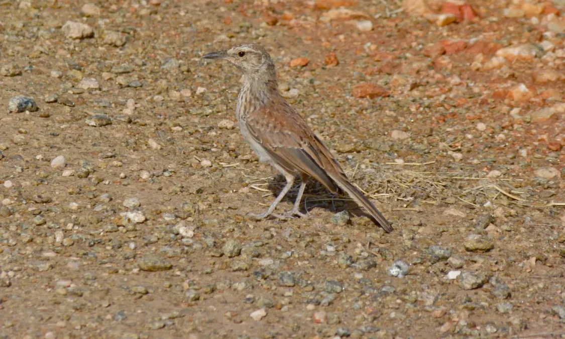 File:Karoo Long-billed Lark (Certhilauda subcoronata) (6437061545).jpg