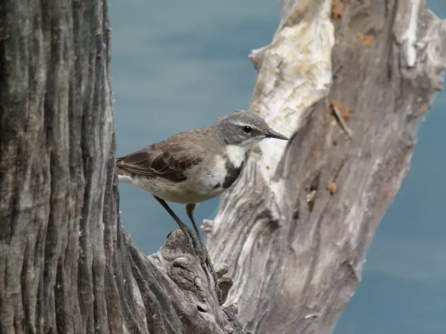 File:Cape Wagtail (Motacilla capensis) (8290678349).jpg