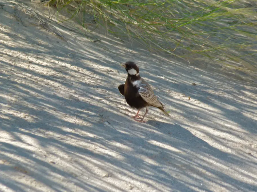 File:Grey-backed Sparrowlark (Eremopterix verticalis) (6875326526).jpg