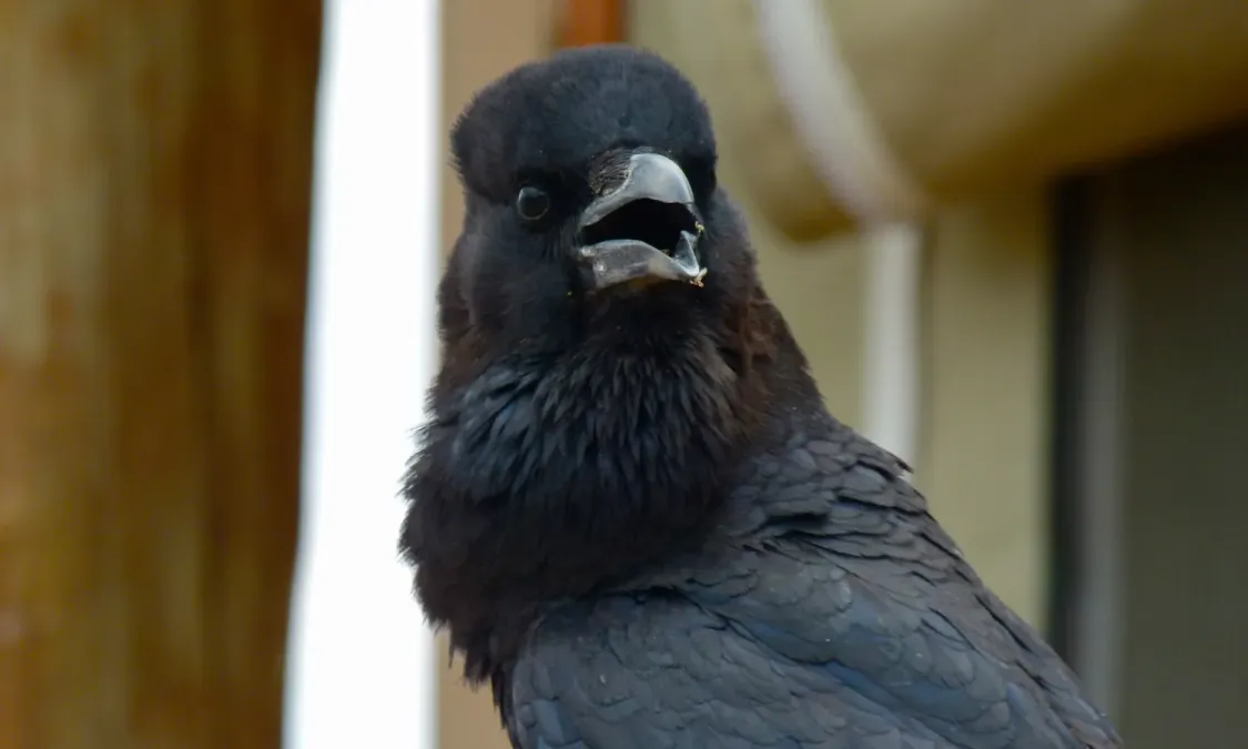 File:Cape Crow (Corvus capensis) (6511379841).jpg