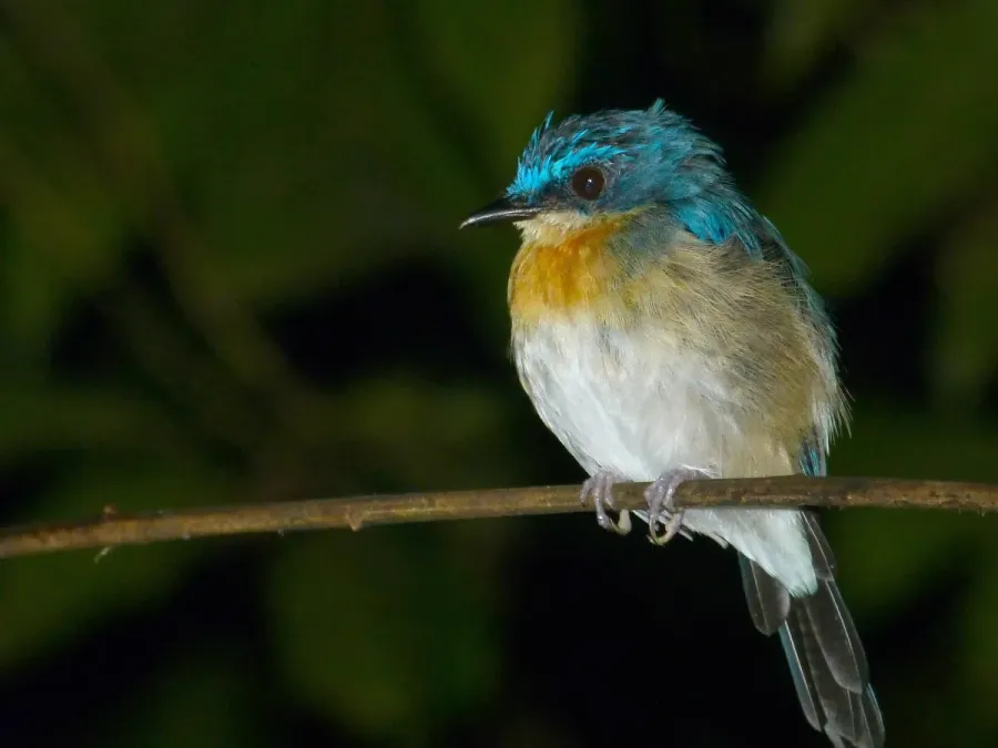 File:Malaysian Blue Flycatcher (Cyornis turcosus) female (8066944858).jpg