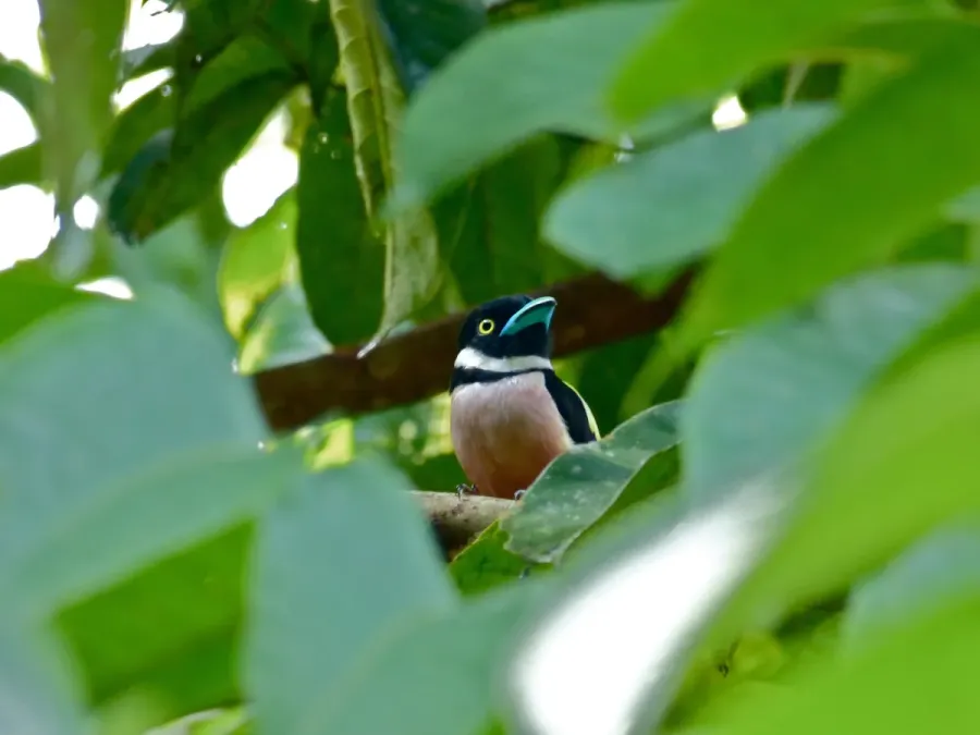 File:Black-and-yellow Broadbill (Eurylaimus ochromalus) (8071165309).jpg