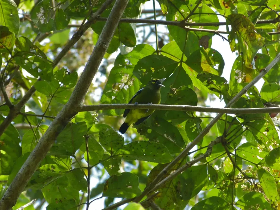 File:Green Iora (Aegithina viridissima) (8071319059).jpg