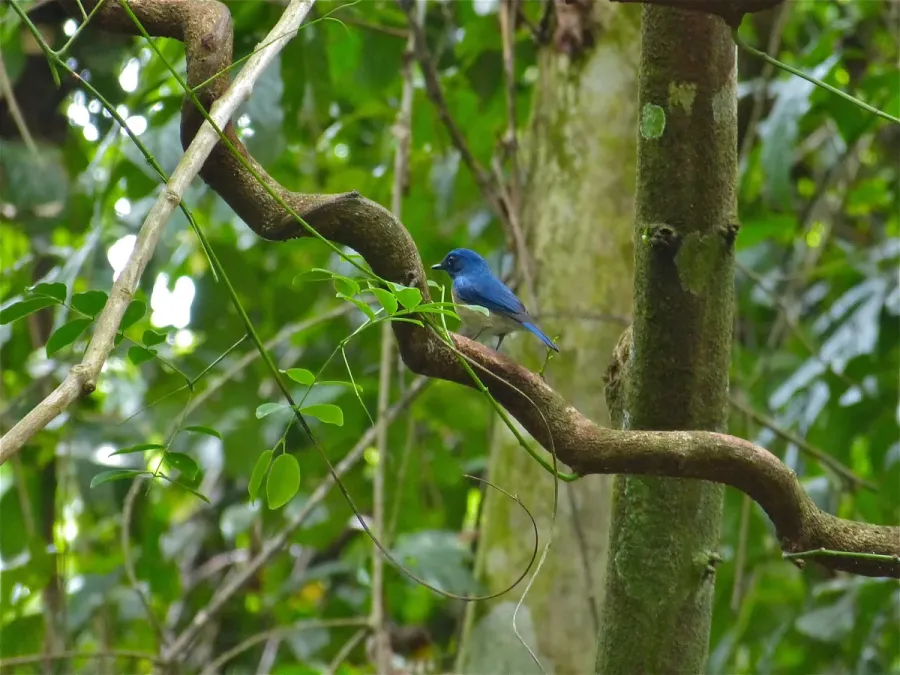 File:Malaysian Blue Flycatcher (Cyornis turcosus) (8077176171).jpg