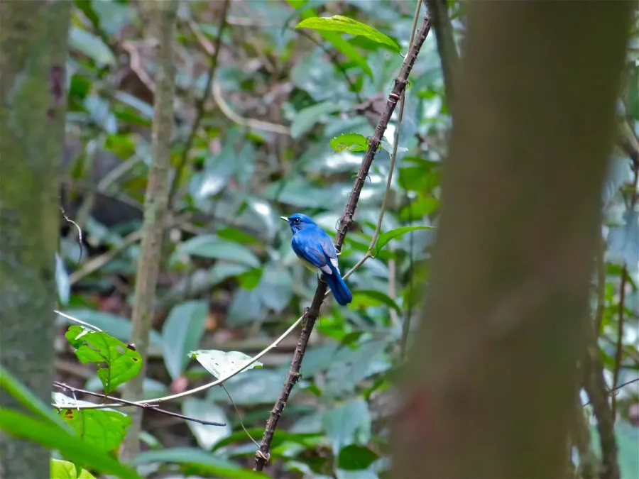 File:Malaysian Blue Flycatcher (Cyornis turcosus) (8077258720).jpg