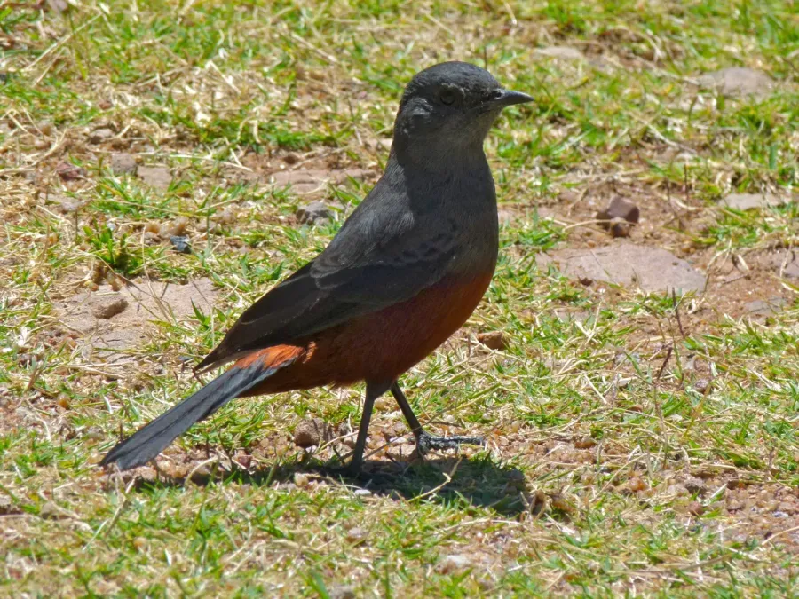 File:Mocking Cliff-chat (Thamnolaea cinnamomeiventris) female (7034452385).jpg