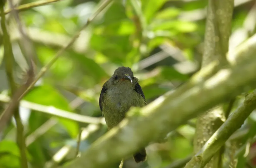 File:Black-throated Sunbird (Aethopyga saturata wrayi) female (8732050056).jpg