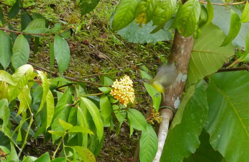 File:Thick-billed Spiderhunter (Arachnothera crassirostris) (8066318769).jpg