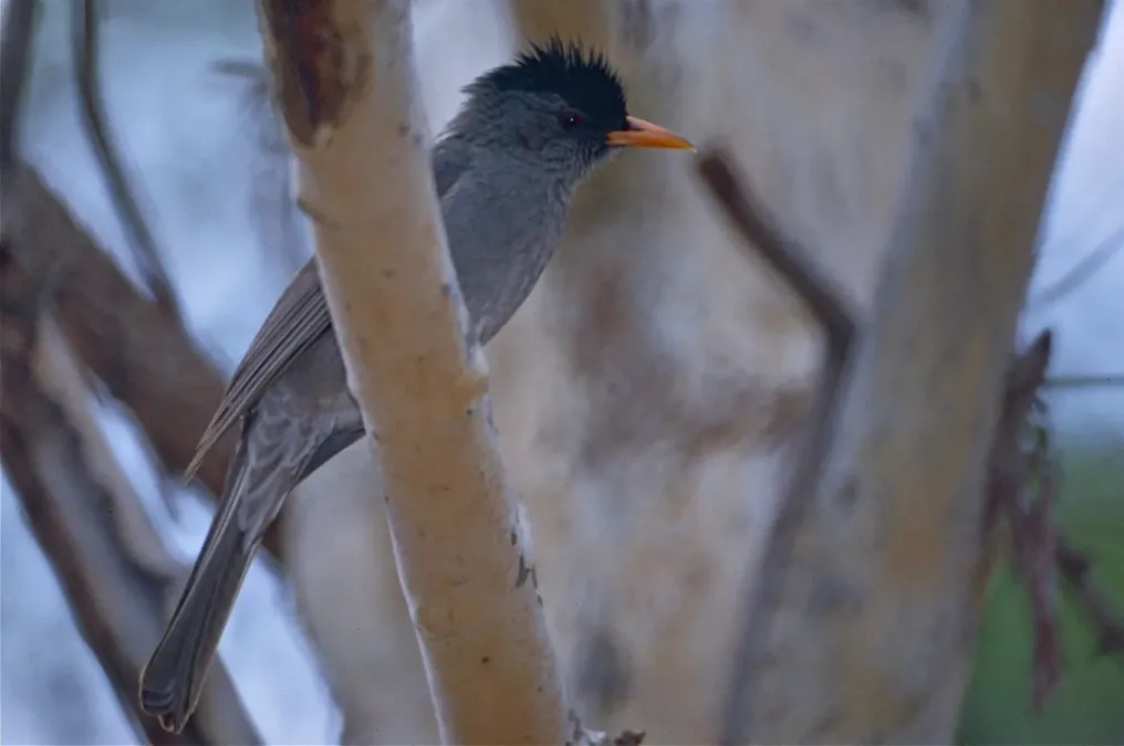 File:Malagasy Bulbul (Hypsipetes madagascariensis) (9579709112).jpg