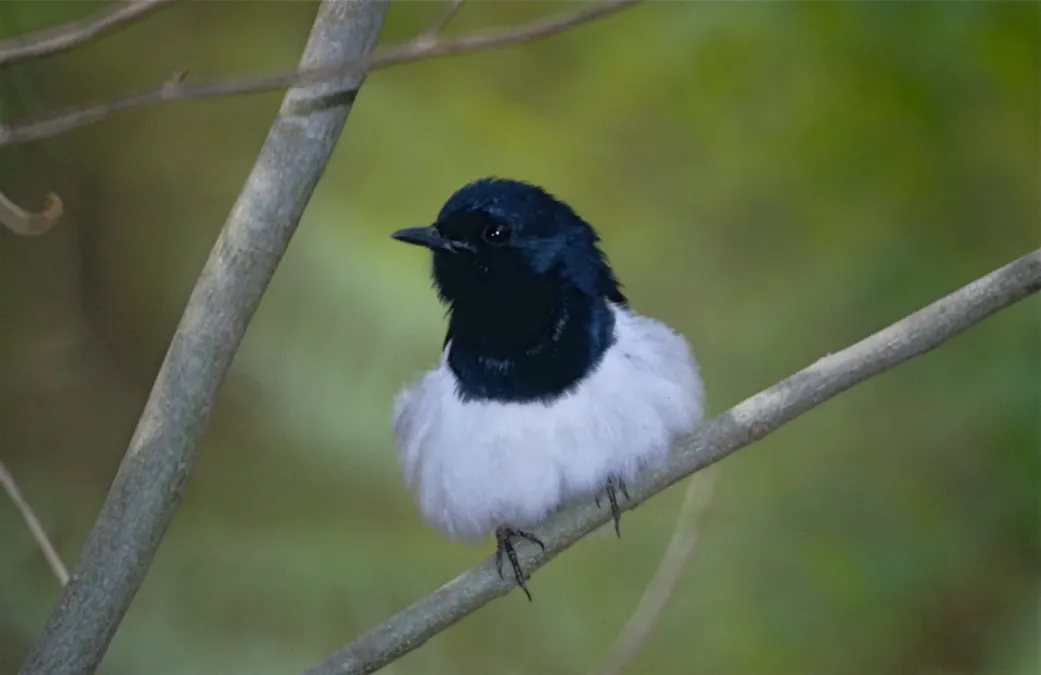 File:Madagascar Magpie-robin (Copsychus albospecularis) (9582184738).jpg