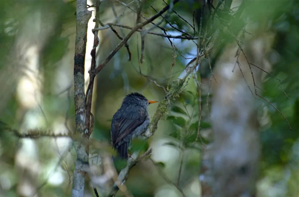 File:Malagasy Bulbul (Hypsipetes madagascariensis) (9644630788).jpg