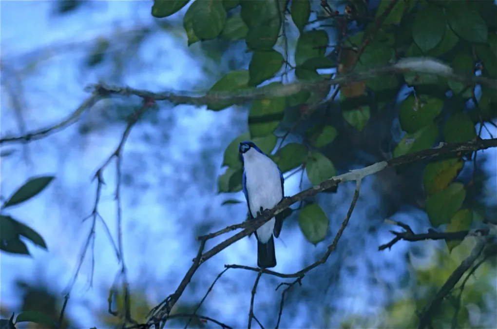File:Blue Vanga (Cyanolanius madagascarinus) (9641493067).jpg