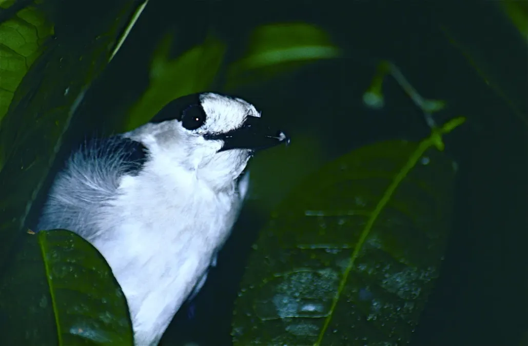 File:Hook-billed Vanga (Vanga curvirostris) male (9643017751).jpg