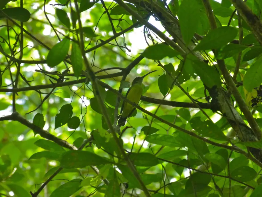 File:Little Spiderhunter (Arachnothera longirostra) (8068189347).jpg