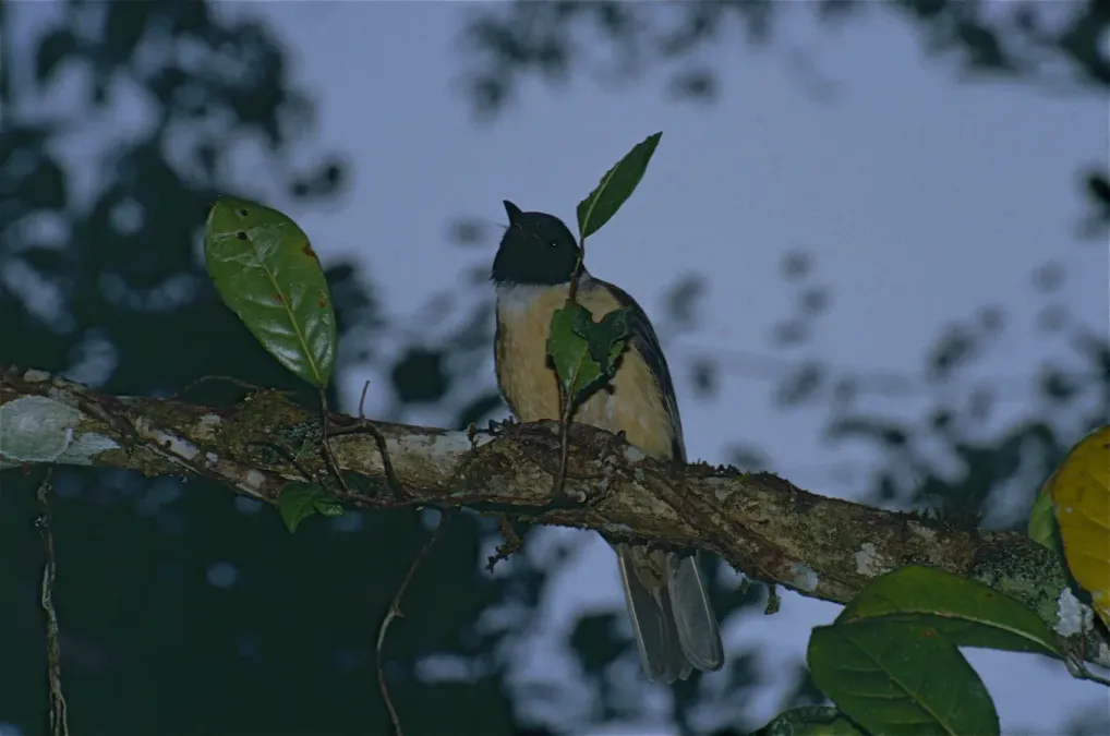 File:Tylas Vanga (Tylas eduardi) (9657769206).jpg