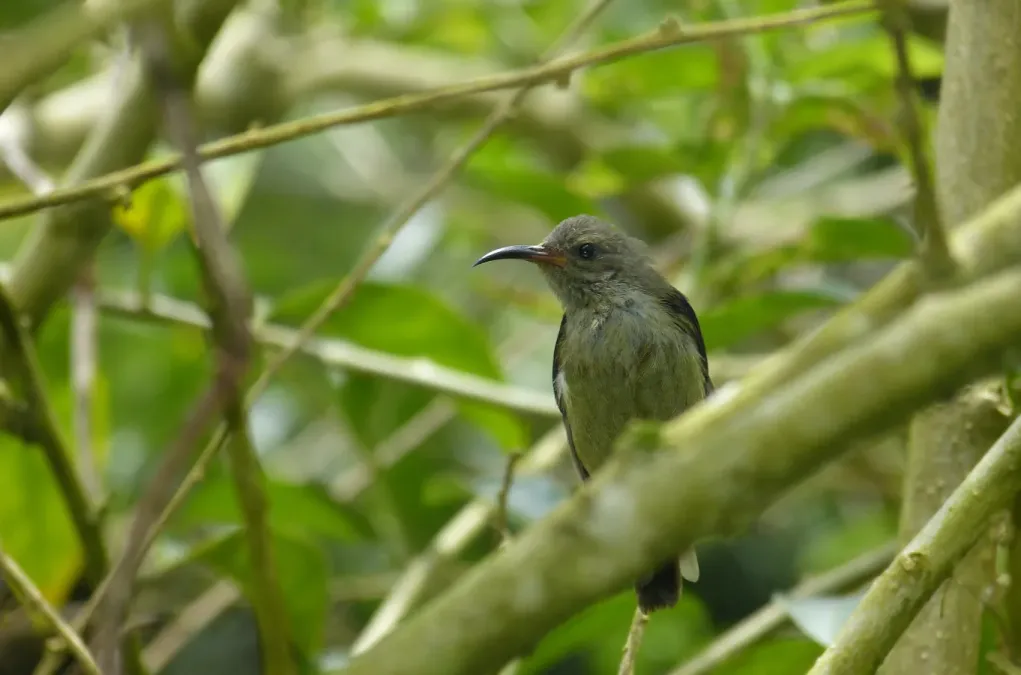 File:Black-throated Sunbird (Aethopyga saturata wrayi) female (8732049440).jpg